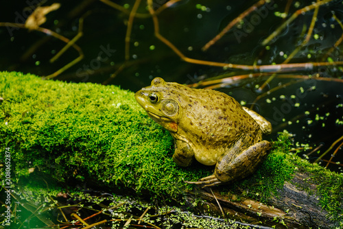 A green bullfrog sits on moss-covered wood near water, with blurred vegetation in the background.