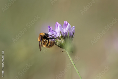 Abeja silvestre Dasypoda hirtipes posada sobre una flor de viuda silvestre mostrando el detalle del dorso de sus alas, Bocairent, España