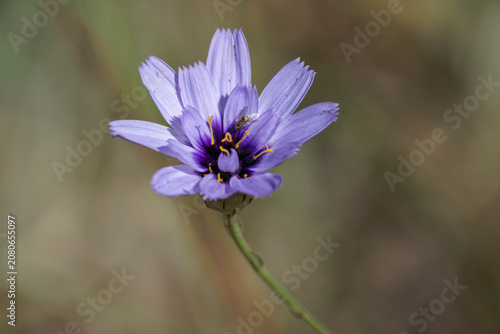 Pequeña mosca bombílido del género Usia alimentándose en una flor de hierba cupido en un ecosistema natural, Bocairent, España