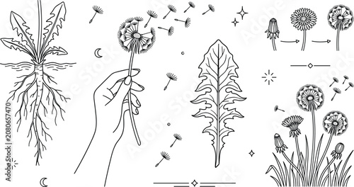 Photos Botanical Dandelion Plant Study Vector Line Art Illustration Set Featuring Root
