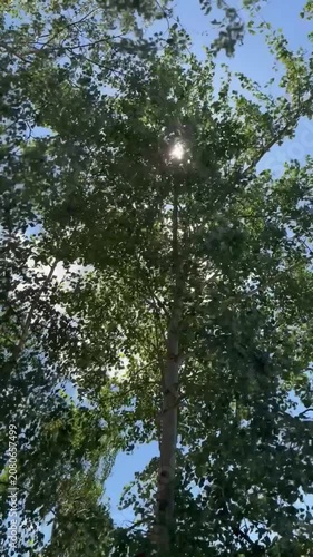 Birke (Betula pendula) im starken Wind mit Sonnenstrahlen | Hochformat - Sich im Wind bewegende Birke mit durchscheinender Sonne und blauem Himmel. Atmosphärische Naturaufnahme voller Dynamik 