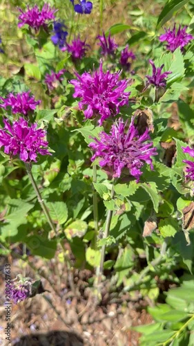 Blühende Indianernessel (Monarda didyma) im Sommergarten | Hochformat - Nahaufnahme der leuchtend rosa Blüten der Indianernessel (Monarda didyma) im sommerlichen Naturgarten mit natürlichem Licht.