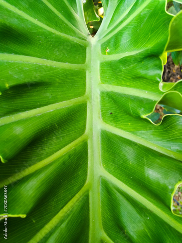 Beautiful exotic green leaf in the garden, macro photography