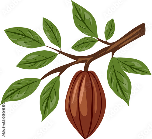 Cocoa fruits on branches with green leaves.