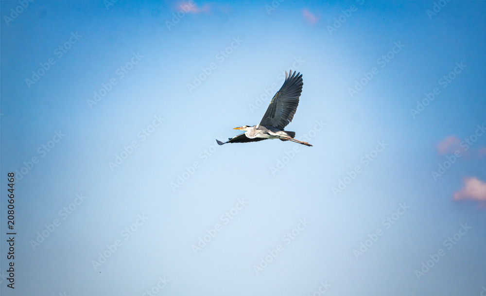 Obraz premium Wild bird portrait captured in natural habitat with detailed feathers