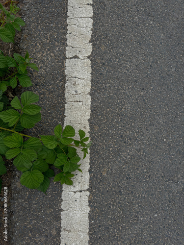 Quadro su tela Vertical photo of blackberry vine extending over a white road line on textured asphalt