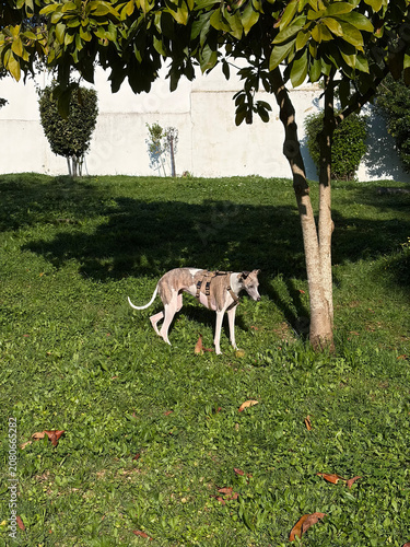 Whippet dog standing on green grass in sunny park, daily walk
