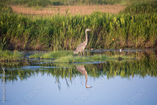 Quadro su tela A blue heron and his reflection in the wildlife refuge