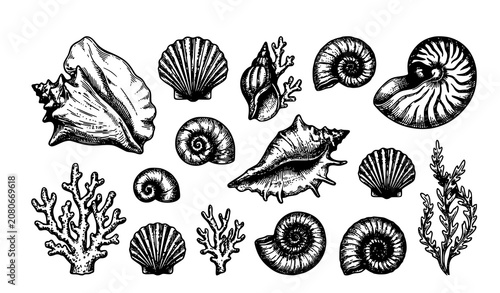Photos Hand Drawn Seashells and Coral Reef Vector Illustration Set Featuring Scallops C