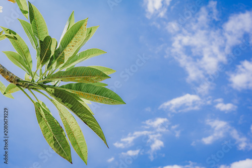 green leaves against blue sky