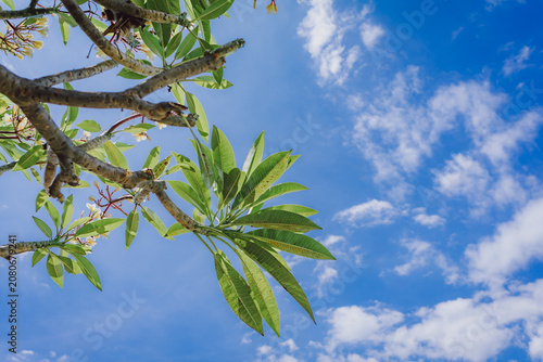 The branch of frangipani tree