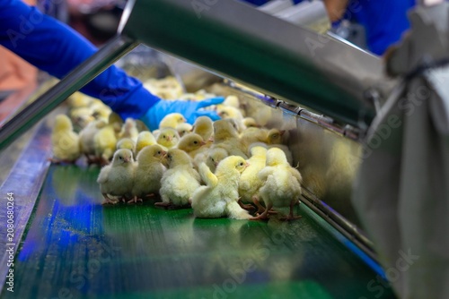 Obraz na plátně Close-up of newly hatched yellow chicks moving along a conveyor belt inside a modern commercial hatchery