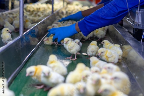 Close-up of newly hatched yellow chicks moving along a conveyor belt inside a modern commercial hatchery. The chicks are being transported through the hatchery process before health inspection, sortin