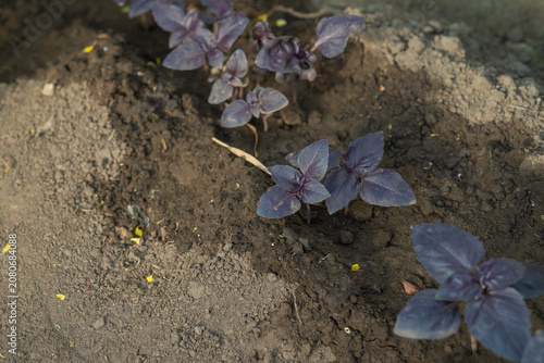 Bild auf Leinwand Purple basil plants growing in soil under natural sunlight