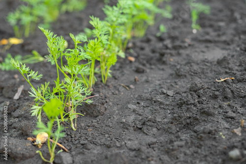 Tableau sur toile Carrot sprouts growing in soil during home food production