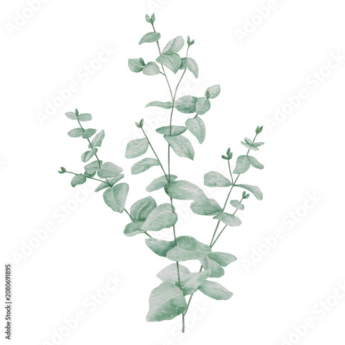 Vintage Watercolor Peony Tea Party Clipart Set Eucalyptus branch Botanical Collection PNG transparent background