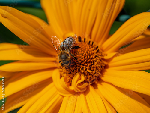 Fleißige Biene auf gelber Blüte