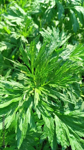 Mugwort Artemisia Vulgaris Fresh Green Foliage — Botanical Background for Films
