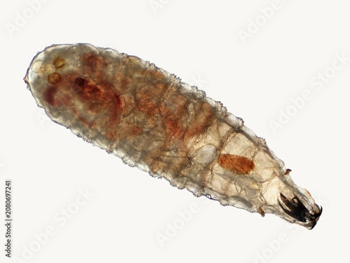 Canvastavla Photomicrograph of a secondary screwworm (Cochliomyia macellaria) larva wet mount