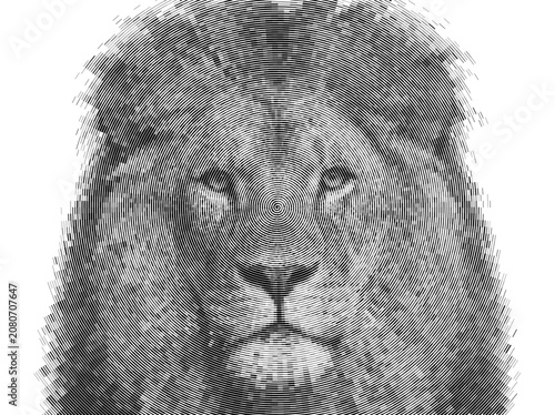 Photography Unique male lion mane presenting safari animal predator styles for background spiral line art and halftone creative visual concepts