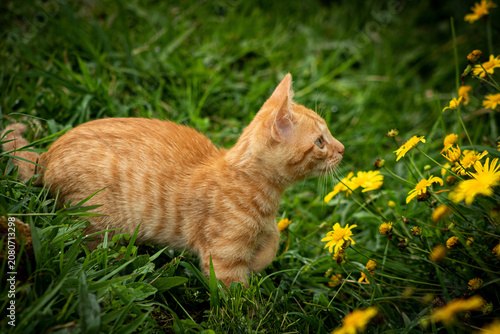Gato naranja con flores amarillas