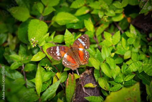 Mariposa posada en plantas