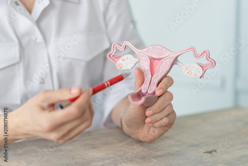 Canvastavla The doctor holds a medical model of a female uterus in his hands and points to i
