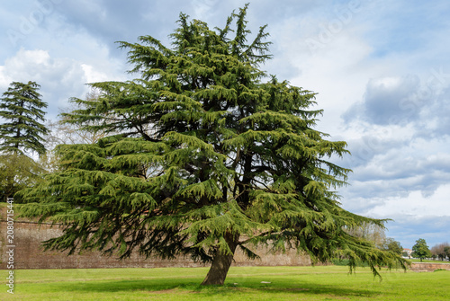 Majestic cedar tree with lush evergreen branches in a sunlit park under dramatic cloudy skies, showcasing natural beauty, tranquility, and timeless landscape scenery.