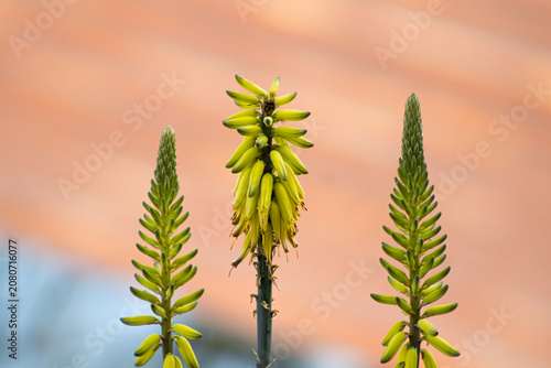 Flor de penca de zabila 