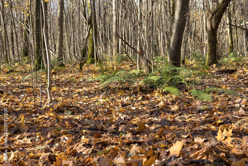 A green fern on the ground with fallen yellow leaves in an autumn forest on a clear sunny day