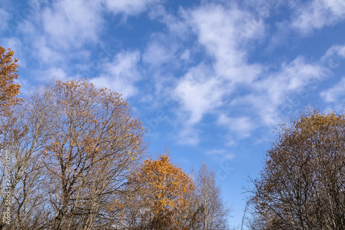 Blue sky with floating white clouds over an autumn forest in clear sunny weather
