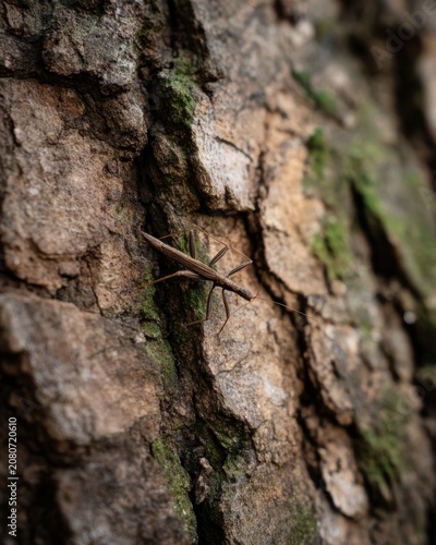 A brown stick insect camouflaged against a textured tree bark. The surface shows natural patterns and moss, highlighting the insect's adaptation to its environment.