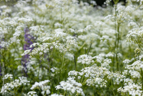 Grass with small white flowers. Summer background