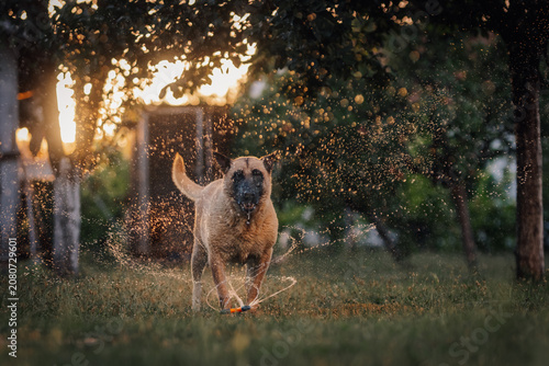 Foto Dog playing in sprinkler water during summer sunset