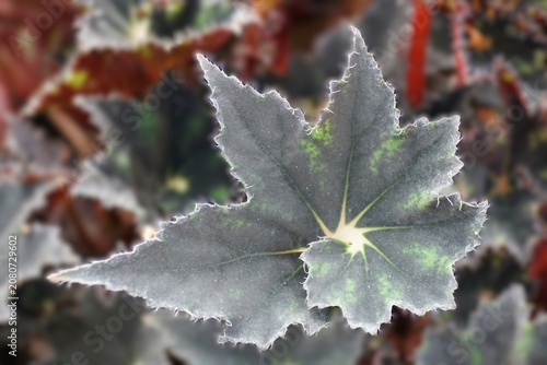Closeup of Begonia Barbara Stewart 1990 leaf with serrated edges, dark green surface, lighter patches, and bright yellow-green central vein convergence.