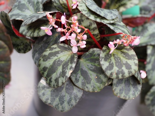 Begonia beijnenii with broad patterned leaves and clusters of tiny pink flowers on red stems emerging above textured green-silver foliage.
