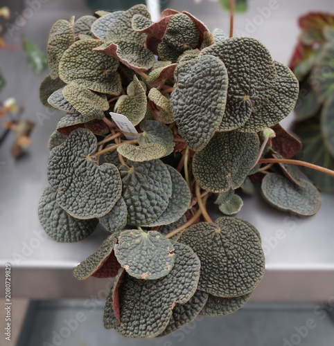 Begonia bullatifolia leaf with dark green upper surface and reddish underside, showing rugged texture and rounded shape.