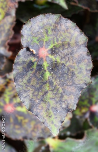 Begonia Red Planet leaf with dark and light green mottling, purplish tones, and a reddish center