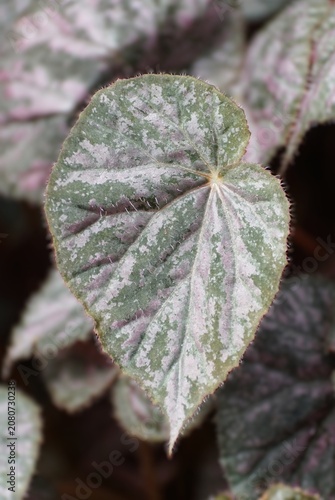 Begonia Passing Storm leaf with green, silver, and pink tones, fine hairs along veins, and soft textured surface.