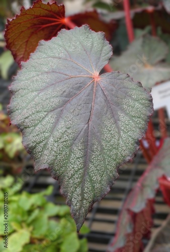 Closeup of Large dark Begonia robusta leaf with silvery speckles, purplish tint, serrated edges, and prominent veins radiating from the center.
