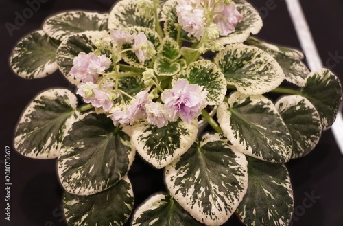 Variegated African violet Credence Blush with creamy leaf edges and clusters of pale purple ruffled flowers emerging from a dense fuzzy rosette.