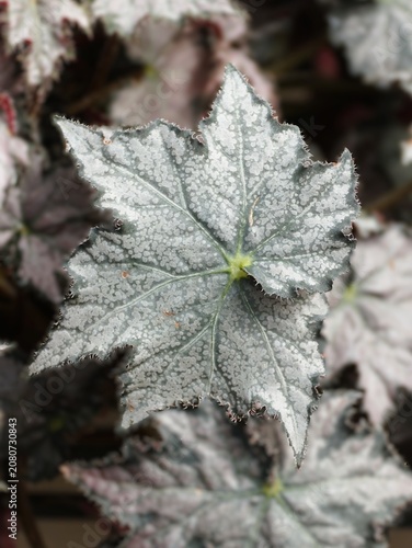 Star-lobed Begonia Sierra Silver Mist leaf with silvery surface, white speckles, and sharply defined veins radiating from the center.