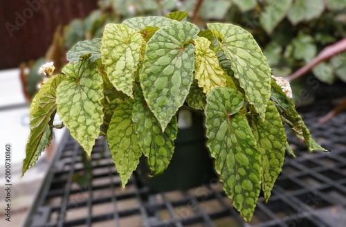 Begonia U038 leaves with light-dark green patches and prominent red veins
