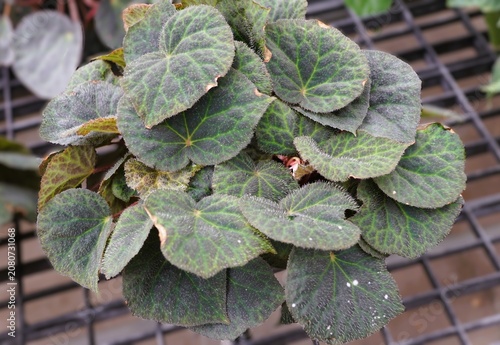 Begonia tagbanua leaves with dark green-purple tones, fine hairs, and bright green veins