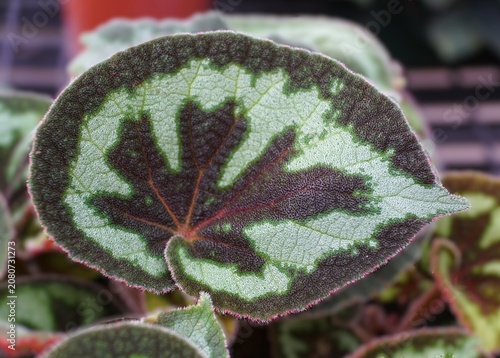 Begonia picturata leaf with maroon center pattern, light green outer zones, serrated edges, and fine hairs across the surface.