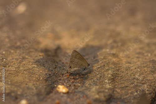 small butterfly on a rock