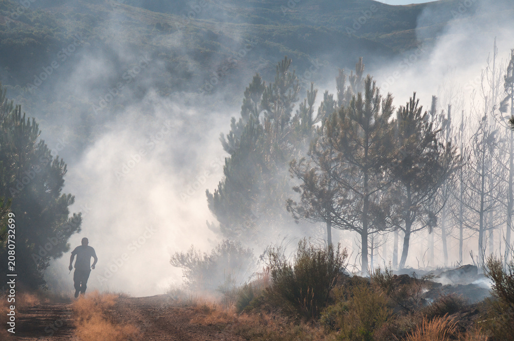Fototapeta premium Burned pine forest after a wildfire, with smoke rising among charred trees and scorched ground, representing climate change, drought, environmental destruction and natural disaster.