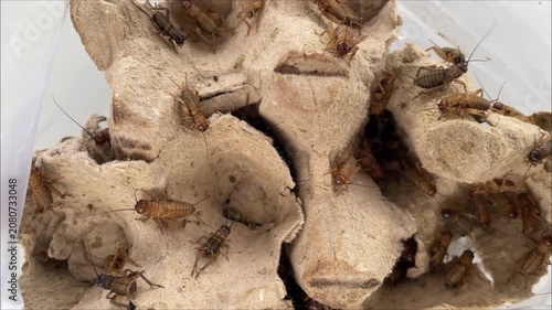 Crickets on Cardboard for Fishing Bait and Reptile Pet Food Live