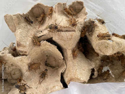 Crickets on Cardboard Used as Live Fishing Bait for Angling Hobby