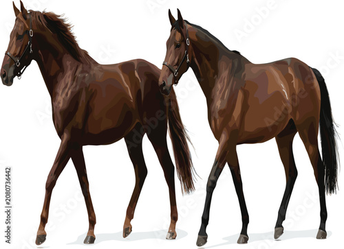 Obraz na plátně Two brown bay horses walking together side by side, beautiful equestrian stallio